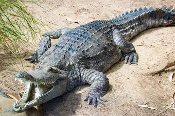 Fotobehang The freshwater crocodile (Crocodylus johnstoni) is a species of crocodile endemic to the northern regions of Australia. The freshwater crocodile is a relatively small crocodilian. © Danny Ye