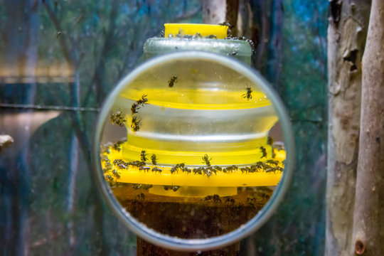 Melbourne Australia: June 26th 2019: observe sugar bag bee through magnifying glass in the exhibition "Bugs Alive! " in Melbourne Museum.  