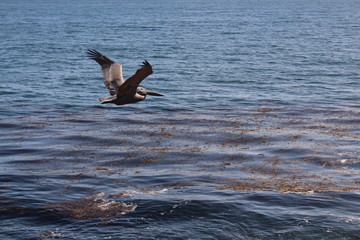 pelican in flight