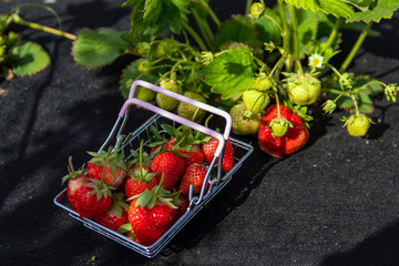 A small metal basket near a strawberry bush. A cart full of fresh strawberries. Selective focus.