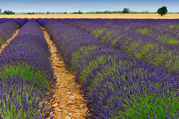 Obraz na płótnie Canvas A lavender field in Provence