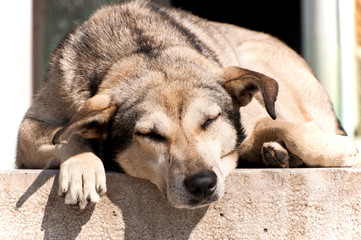 A lazy, sleepy dog