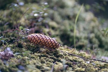 Cone laying on the green moss in the woods of Latvia