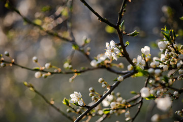 Nice white apricot spring flowers branch on blue sky background