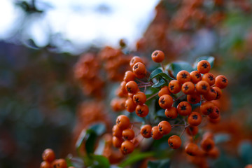 Rowan berries on a tree in a city park. Clusters of rowan berries on the background of green foliage.