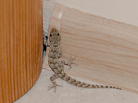 A lizard traped at home