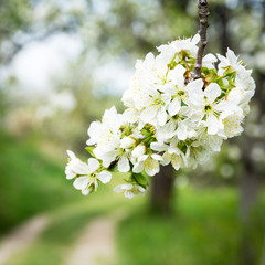 Cherry blossom in spring