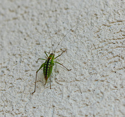 Grasshopper crawling on a wall