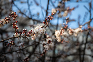 Nice white apricot spring flowers branch on blue sky background