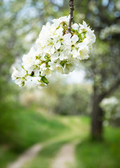 Obraz premium Cherry blossom in spring