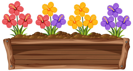 Colorful flowers in wooden box on white background