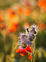Phacelia and poppys at a meadow