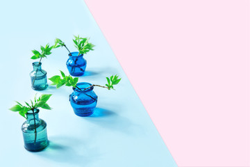Blue and green vases, branches with young growing leaves. Blue and pink background. Eco or spring fresh concept. Flat lay style with copy space.