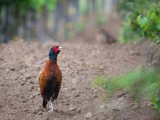 Pheasant in a vineyard in Burgenland