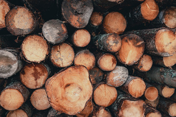 Wood and Sawmill. Large round logs harvested for construction.