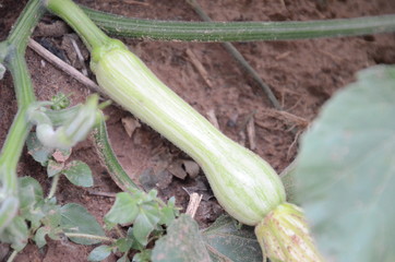 abobora