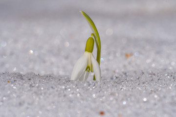 Snowdrop or common snowdrop (Galanthus nivalis) flowers