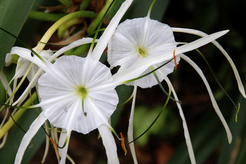 White flowers