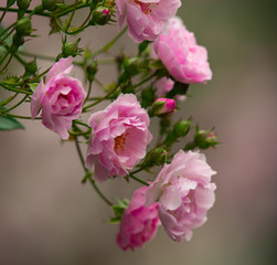 Naklejka na ściany i meble Large roses blooming in the garden