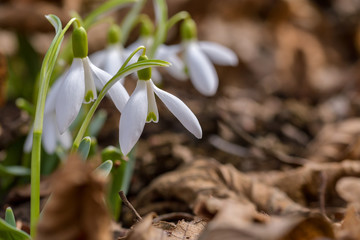Snowdrop or common snowdrop (Galanthus nivalis) flowers