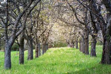 Cherry tree grove in full bloom in Spring