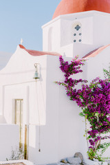 bougainvillea on a white church in Greece