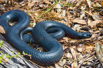 The red-bellied black snake (Pseudechis porphyriacus) is a species of venomous snake in the family Elapidae. The species is endemic to Australia. 