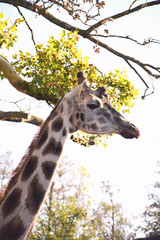Giraffa safari