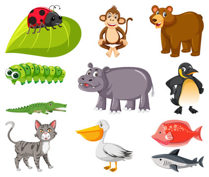 Large set of different types of animals on white background