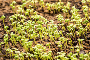 close-up of watercress in the ground.