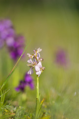Natural hybridization between the Lady orchid (Orchis purpurea) and the Military orchid (Orchis militaris).