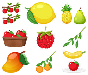 Large set of different types of fruits on white background