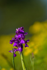 Obraz premium Natural hybridization between the Lady orchid (Orchis purpurea) and the Military orchid (Orchis militaris).