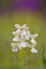 Natural hybridization between the Lady orchid (Orchis purpurea) and the Military orchid (Orchis militaris).