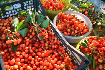 Harvest of sweet cherries fruits.