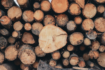 Wood and Sawmill. Large round logs harvested for construction.