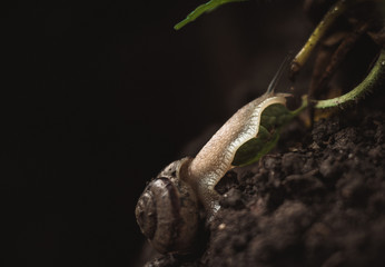 small snail on a dark background