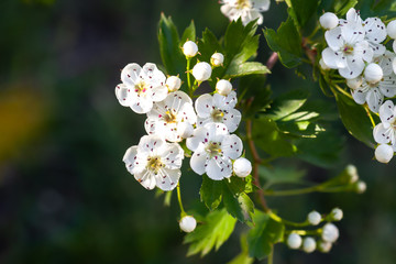 Branch of white flowers on blooming Crataegus monogyna tree