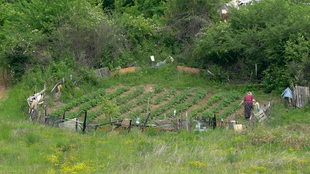 Woman waters garden vegetables in spring - (4K)