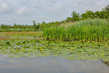 Yellow water-lily in summer of Churia river in the swamps of Kolkheti National Park. A lot of reeds. Nuphar lutea flowers. Panorama, wild view green landscape Georgia country.