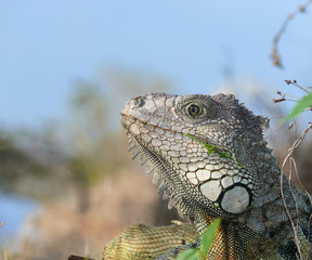 Iguana eating