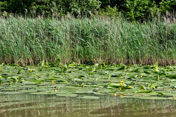 Yellow water-lily in summer of Churia river in the swamps of Kolkheti National Park. A lot of reeds. Nuphar lutea flowers. Panorama, wild view green landscape Georgia country.