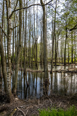 Obraz premium tall trees forest in water of swamp