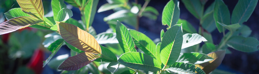 Panoramic green young guava leaf on small plant growing in pot at homegrown garden near Dallas, Texas, USA