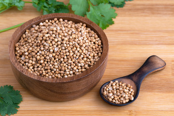 Coriander seeds, fresh coriander.Coriander seeds and leaves on a wooden background