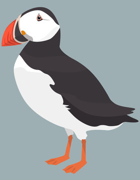 recommend clip art: Atlantic puffin side view. Northern bird in cartoon style.