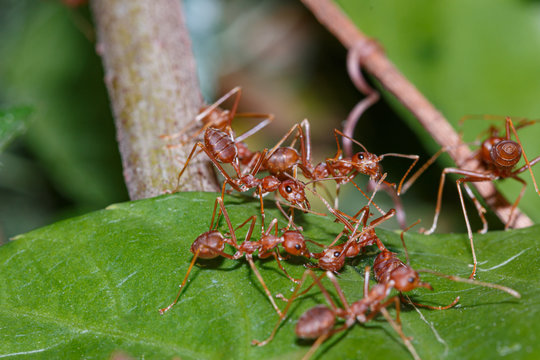 The Red Ant team is on the way. Help friends On the green leaves