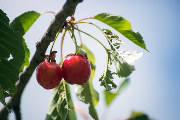 Closeup of cherres in a cherry tree branch in outdoor