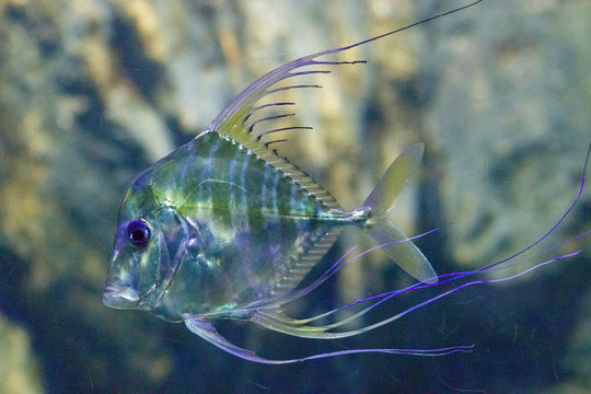 A Juveniles Indian threadfish(Alectis indica) in water. A large species of coastal marine fish of the jack family, Carangidae.