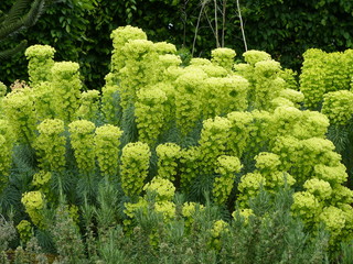 Euphorbia characias (Mediterranean spurge or Albanian spurge) is a species of flowering plant in...